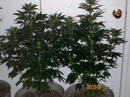 Both NYCDS 3 weeks of bloom. 3 weeks of 12/12.