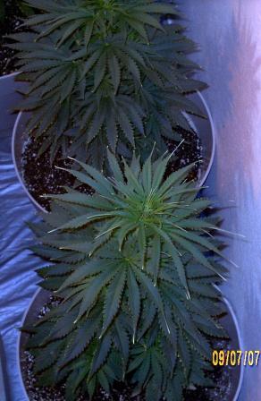 RhinoPowerPlant(RPP X PPP) on top & PurpleRhino Powered on bottom foreground.  They look very alike because they have the same father(PurePowerPlant). PurpleRhino is actually PurpleShaman x White Rhino X PurePowerPlant !!!