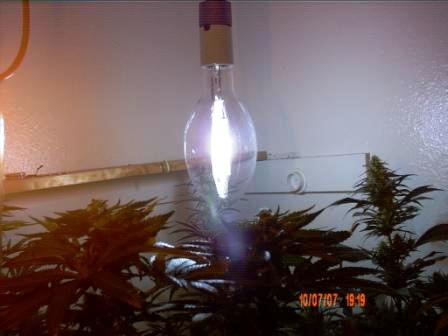 Metal Halide shot. The vertical setup  really does keep the heat within 