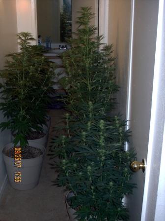 All 9 of 'em in the hallway.3 weeks of 12/12. Left Rear-2 kushes. Right Rear-Sativa Purple Rhinos & Rhino Powerplant. Right front-2 NYCDS. Left Front-Small Purple Rhino.