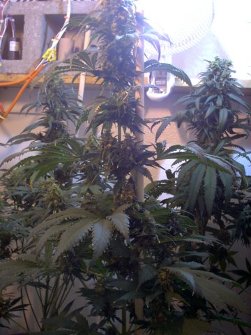 NYCD,Purple Rhino#1, KUSH unpruned
Note: I didn't water my garden for 6 entire days just to see how much stress they can handle.  Results: other than signs of heat stress due to underwatering; they all handled the stress very well!