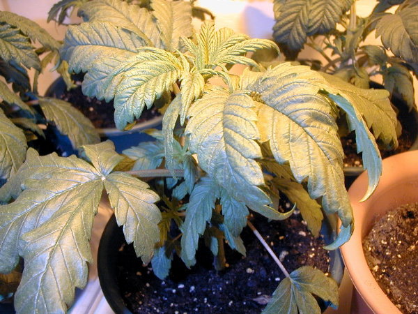 This plant is 25 days old.  Not lookin too bad