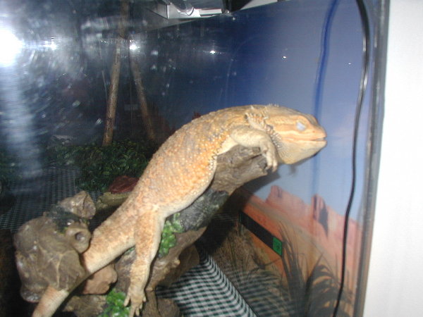 Picture of my bearded dragon