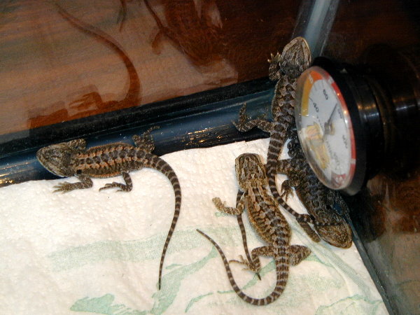 This is a picture of my bearded dragons that just hatched