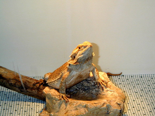 This is a picture of my Pregnant Red bearded dragon.  She just layed 28 eggs and now she is preggo again...