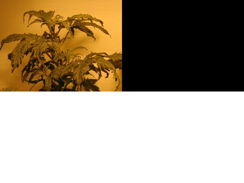 hoping somebody can help me diagnose this plant