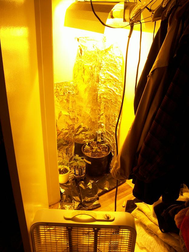 moved to the closet... switched to 1000 hps light... HOT!... floor fan for stem strength and superior ventilation.