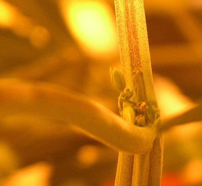 The other four plants have shown little flowering development after six days, but the tallest plants developed these two little nodes. Is this a male?