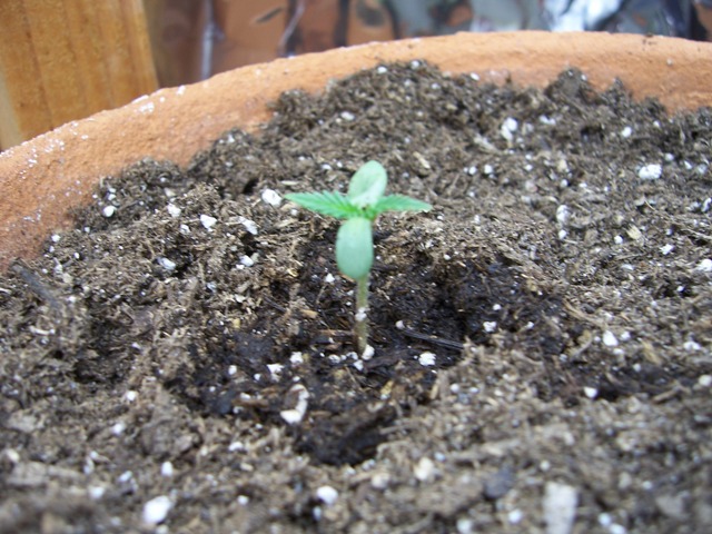 this is about four days after i planted it these are the only two plants that have sprouted