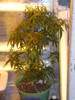 can anyone tell me by this picture about how much will bud will produce it is about 3 feet tall