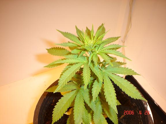 3 weeks since 12/12