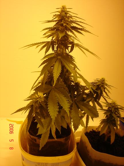 4 weeks 