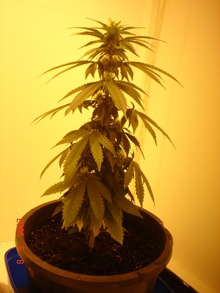 4 weeks 