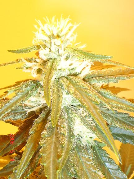 4 weeks 