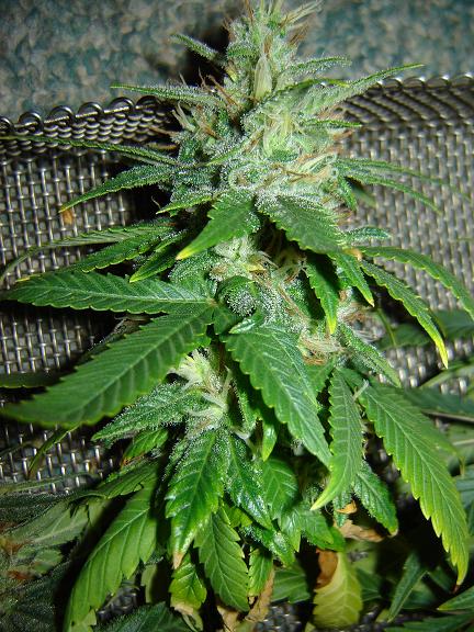 this 1 smells real fuity and sweet cant wait till its ready to smmmmmoke