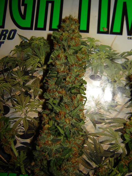 i should have taken a couple off clones but o well now its time to start my ak48 scrog grow . thanks for all the help guy's .