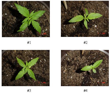 Las plantas han crecido bastante bien, aunque la #2 y la #3 tienen las hojas un poco amarillas, coloqu