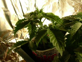 ...Cali Skunk
