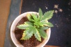 This is at about two weeks.  I was working out my lighting when I accidently burnt her.  :o(