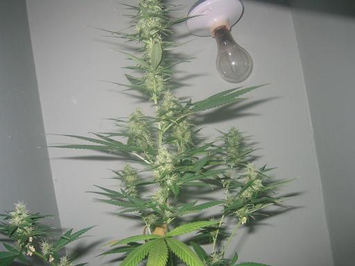 this is my 5th week 12/12 