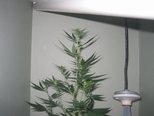 1 week on 12/12