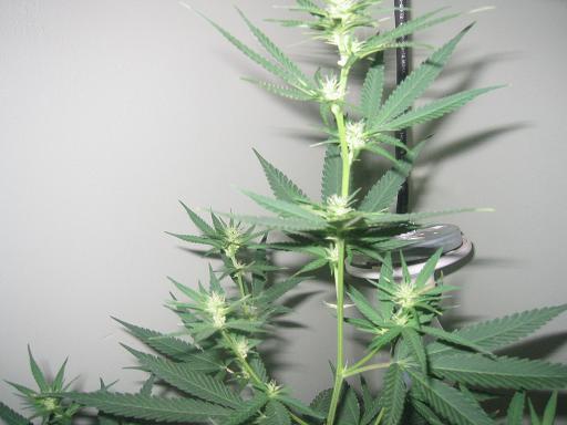 1 week on 12/12