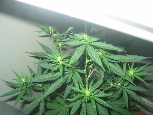 1 week on 12/12