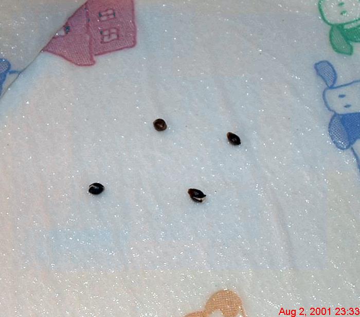 These are a few seeds i started...once the cracked i took the strongest one and planted it