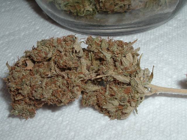 This is a nice bud from the harvest.