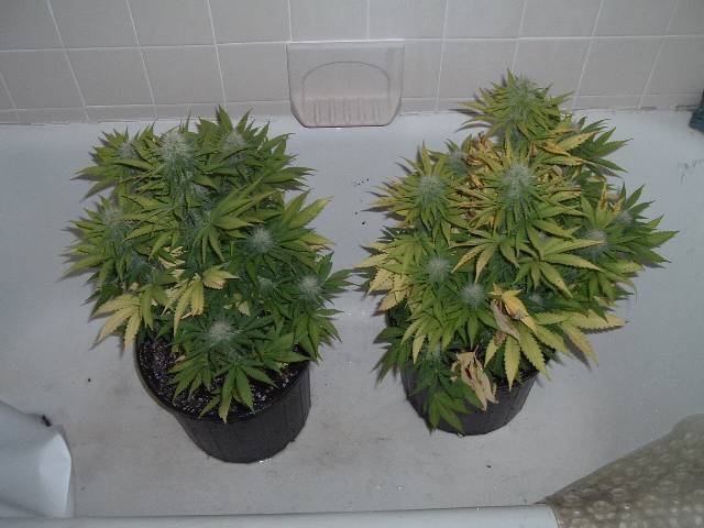 This is painful. Two of the thyree together. First time with organics (Metanaturals) & this strain. Wasn't sure if it was a PH problem or overfert.