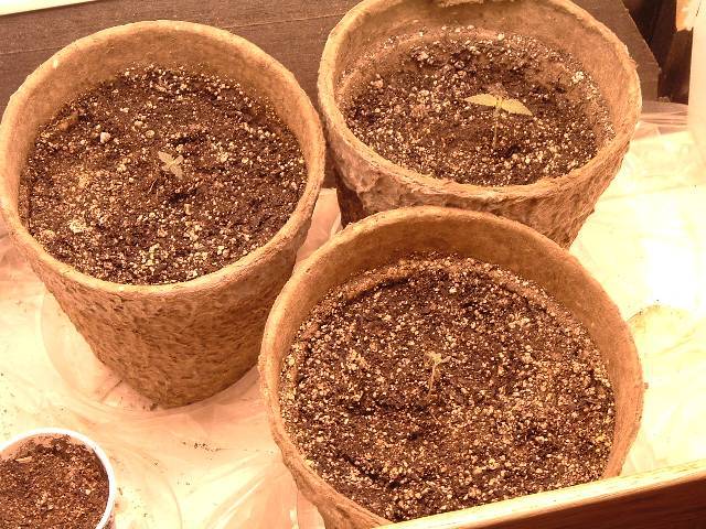 Pics of the seedlings