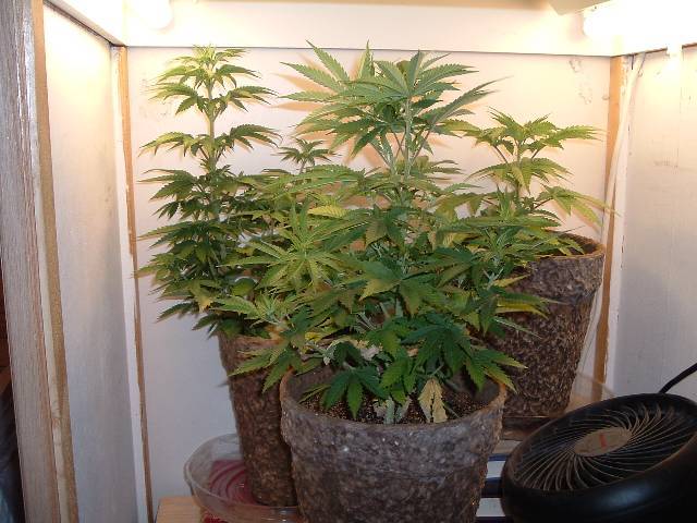 Another group pic. I turned off the HPS & left on the side flos for a better view