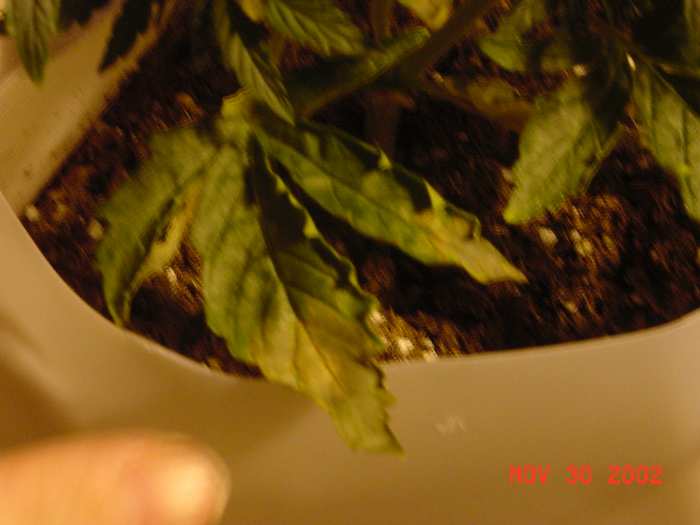 Same problem that is occuring w/ new grow. Digital Camera is on the fritz.