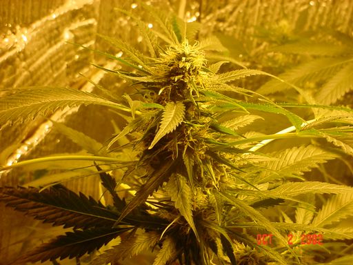 Top Bud again, closer view. Looking Good for 36 days and counting.