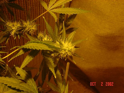 Some of the smaller, lower branches. I want to leave these after I harvest the tops and let them devolop a little more.