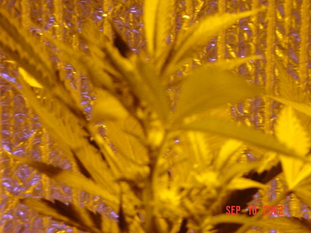 Top of the medium size plant. This plant bushed out better then the other one, but it's shorter by about a foot. Kind of a bad picture but there are better ones.