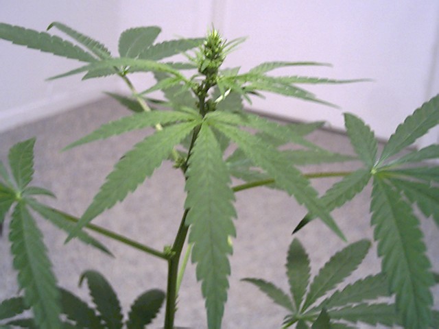 a bud i think but i need to know if its m/f ....anybody