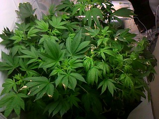 1 out of the 5 were male so I have 5 fems all indica 