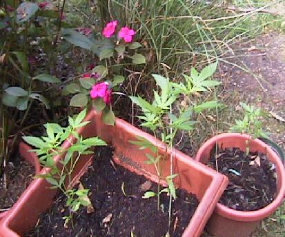 These i planted in august so they are about a month old, i just wanted to see small plants with buds.