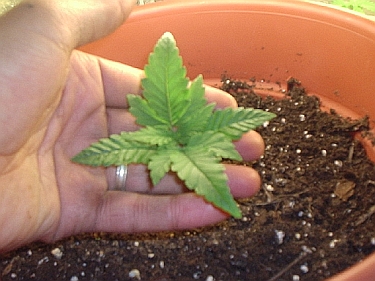 1 week and 4 days.  i should see some alternating nodes soon