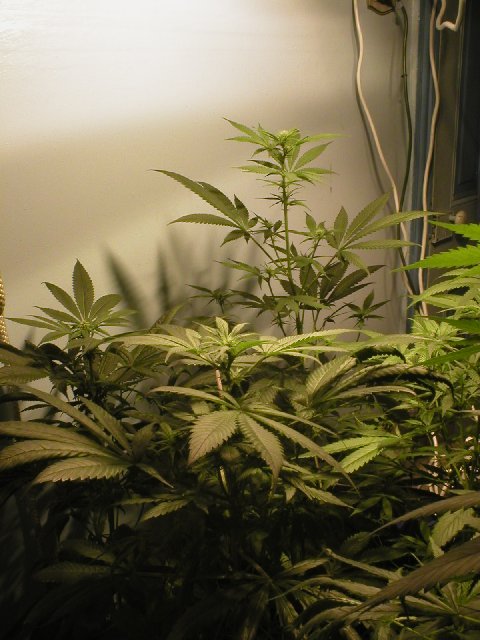 garden under 400w HPS on 12/12