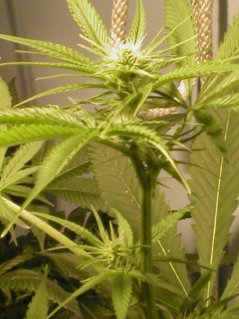 2 weeks into flowering...this plant is full of bud nodes