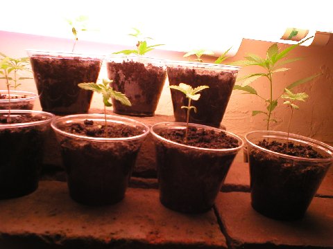 Here is a really bad picture under floro..I use bricks to stage the plants in the light so they all are aboutthe same distance from the light...The bigger one's are in the back because they are so tall and have the short one's up so they don't end up so stretched out