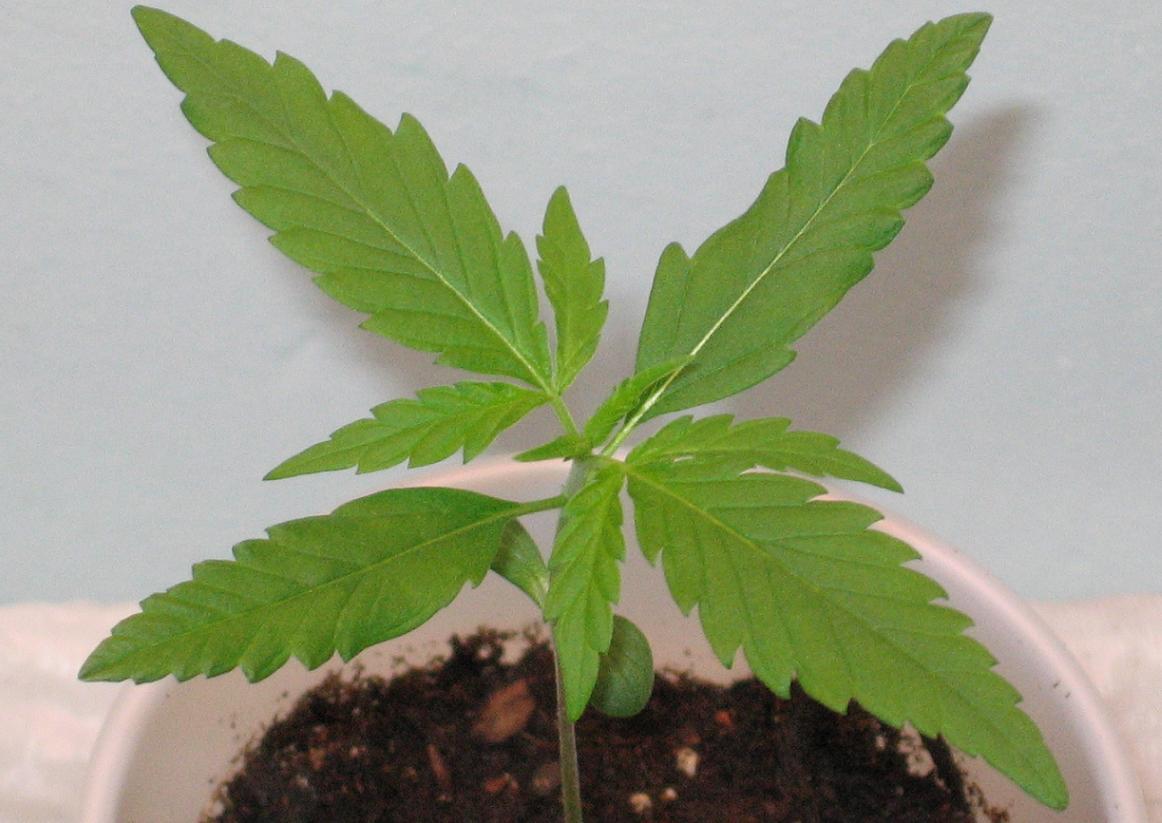 This plant is showing it's first 3 bladed leaves