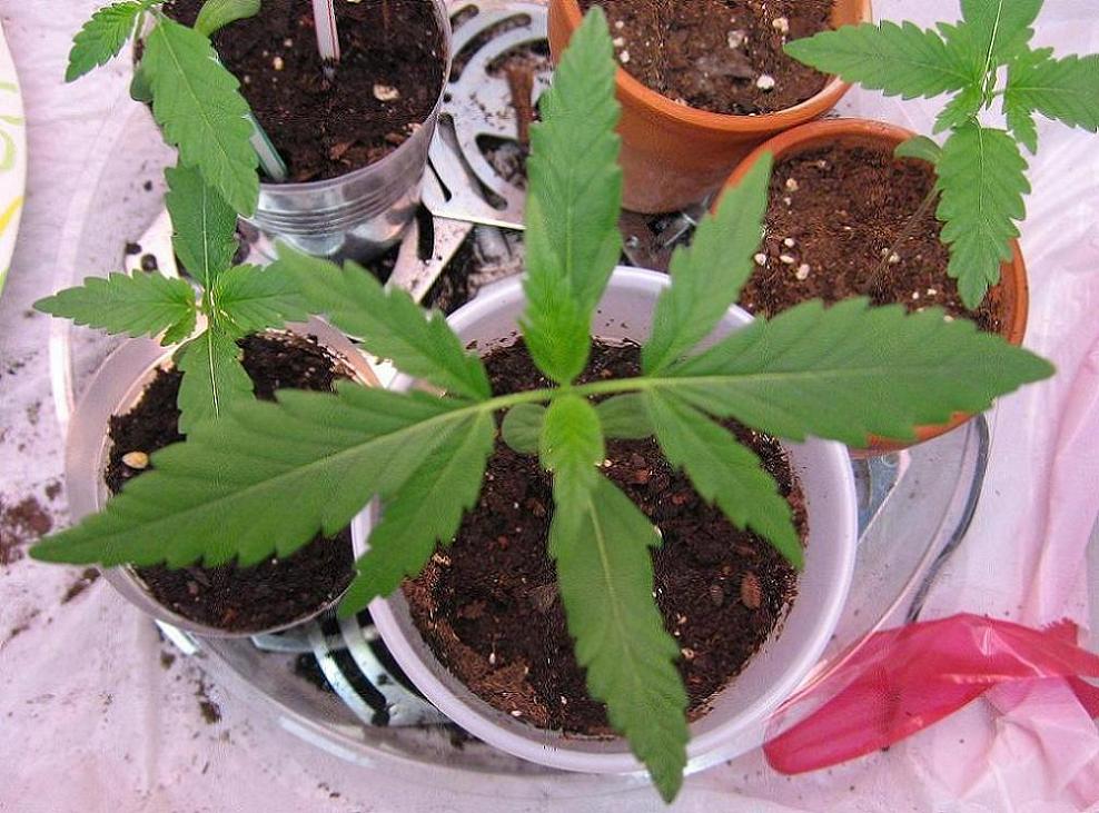 Shot from above after 2 weeks vegetative stage.