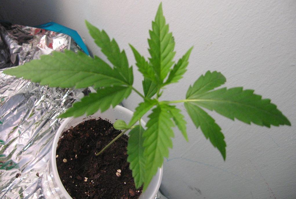 View from above - Getting a bit taller now. Showing 2 sets of 3 bladed leaves.
