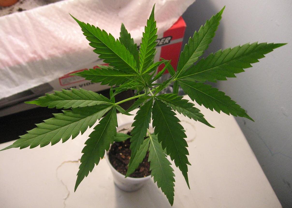 First 5 bladed leaves