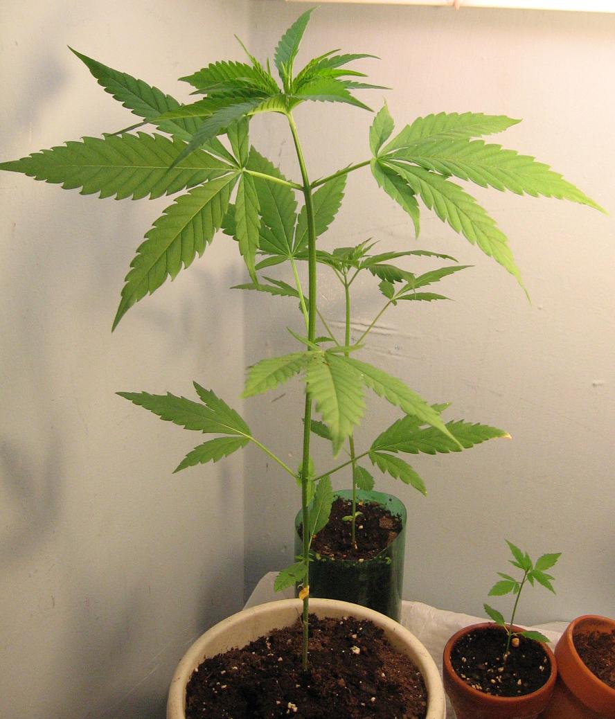 Getting big and bushier.