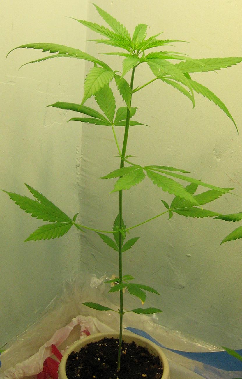 Showing new growth at the internodes