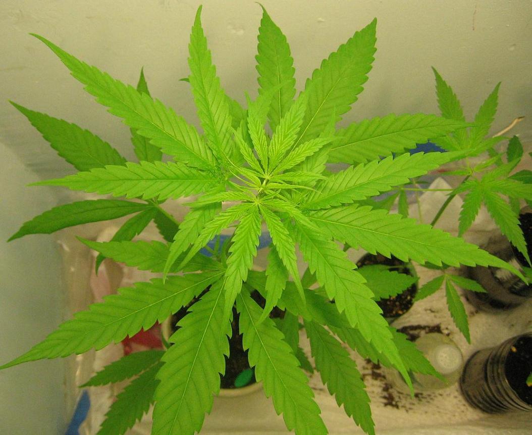 First set of 7 bladed leaves.This one is stinkin' up a storm. 